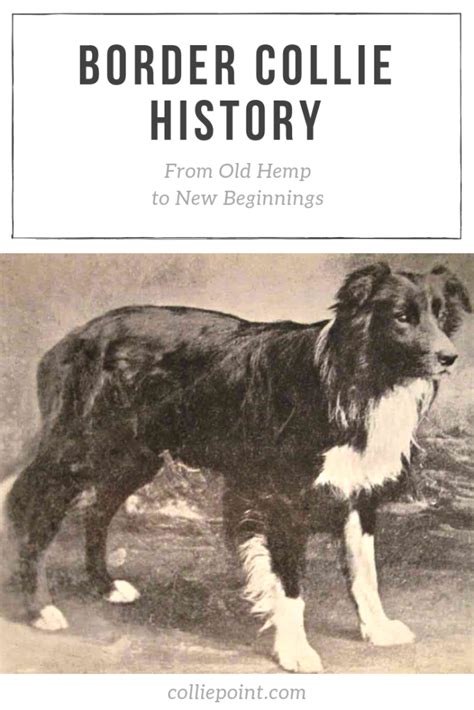 Rough Collie History Complete Story Of The Collie Breed As Written In