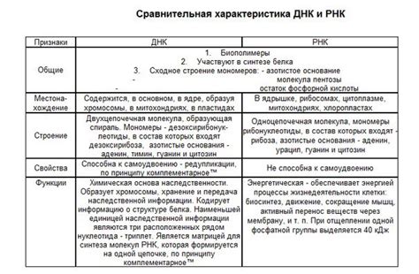 ПРИЗНАКИ ДНК И РНК ТАБЛИЦА - Школьные Знания.com