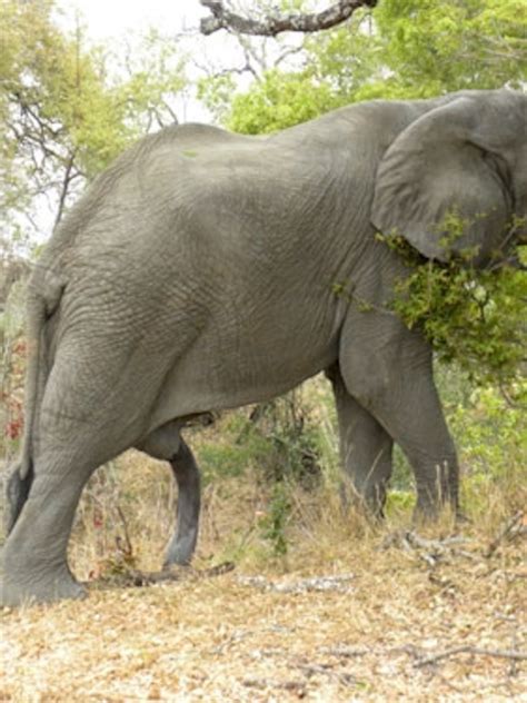 How Big Is An Elephant Cock Telegraph