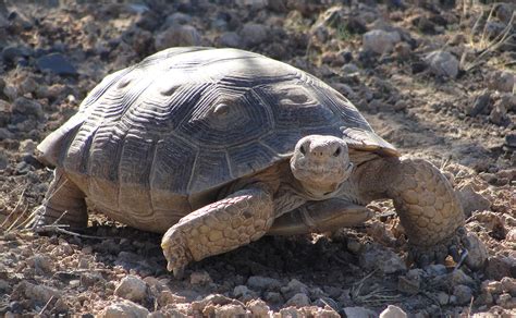 Mojave Desert Tortoise