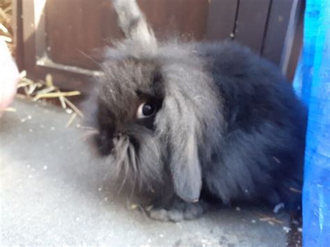 Beautiful mini lion lop rabbits | in Oldham, Manchester | Gumtree