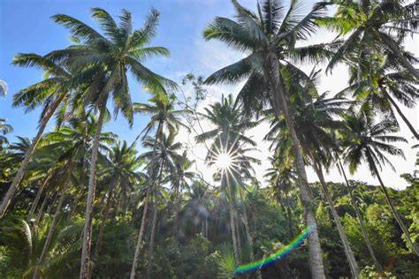 Coconut Tree In Rainforest