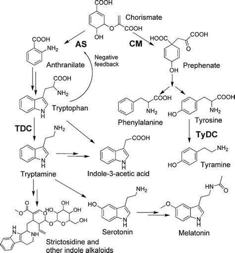 Production Of Indole Alkaloids By Metabolic Engineering Of The