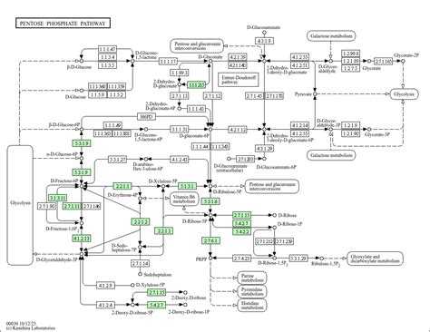 Kegg Pathway Pentose Phosphate Pathway Clostridium Tyrobutyricum