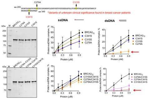 Cyst Ines S Lectionn S Pour La Mutagen Se Dans Brca T En Bas Le Sds