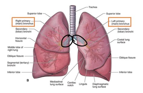 Fundamentals 553 Pulmonology Flashcards Quizlet