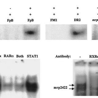 RXR RAR Heterodimers Bind The Ntcp FpB And Mrp2 Nt 422 398