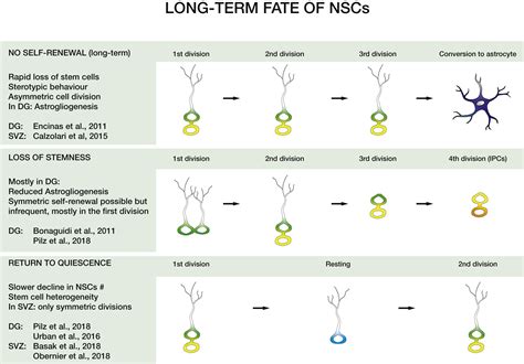 Quiescence Of Adult Mammalian Neural Stem Cells A Highly Regulated