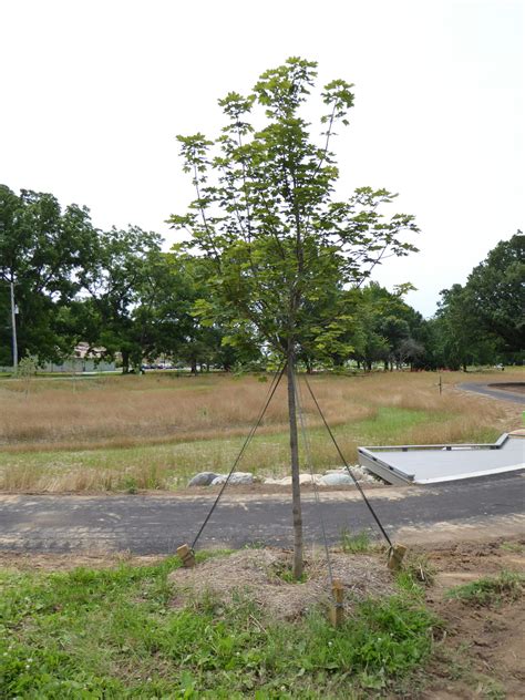 Tree Staking Purdue Extension Forestry And Natural Resources