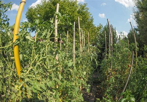 Establecimiento De Los Tomates Foto De Archivo Imagen De Horticultura