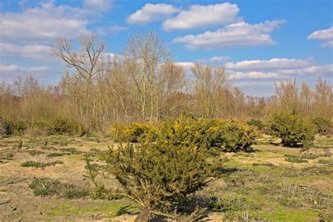 Paesaggi Di Primavera Sabbiosi Con Cespugli Di Gorghi In Fiore E Alberi