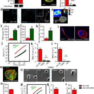 Microtubule Integrity And Dynamics Are Required For Sasp Induced