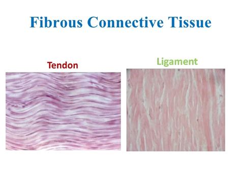 Tendons ligaments