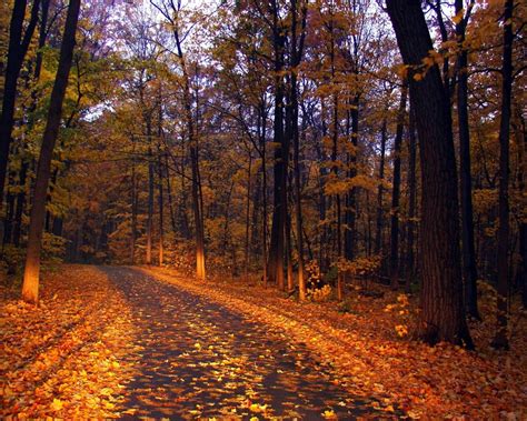 Paisajes de Ensueño: Paisajes de Otoño