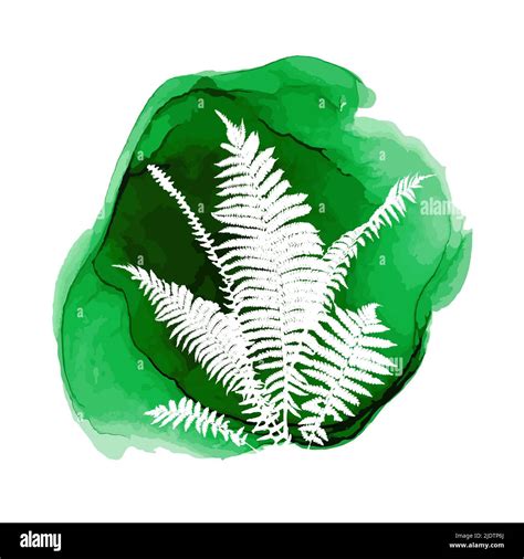 Imprint Of A Green Fern Leaves Of A Tree Abstraction Protection Of