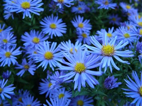 blue asters free image | Peakpx