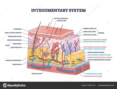 Integumentary System Diagram Labeled