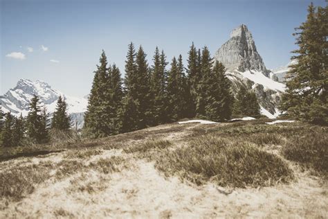 Free Images Landscape Tree Wilderness Snow Winter Trail