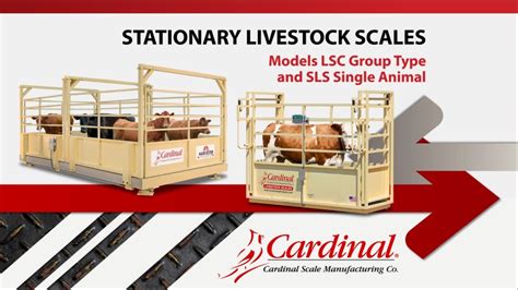 Cardinal Stationary Livestock Scale Training Youtube