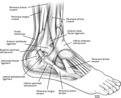 Peroneal Tendon Subluxation The Other Lateral Ankle Injury British