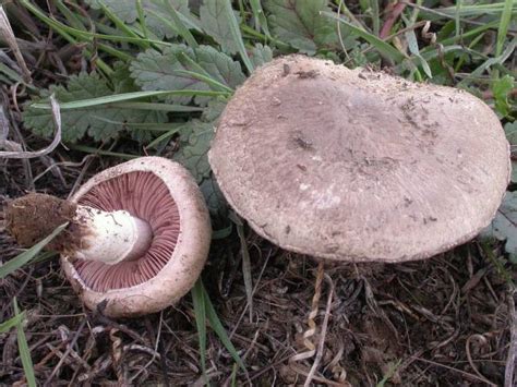Agaricus Cupreobrunneus Agaricus Cupreobrunneus Picture Mushroom