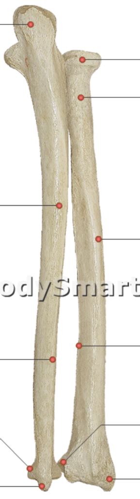 Right Ulna And Radius Posterior View Diagram Quizlet