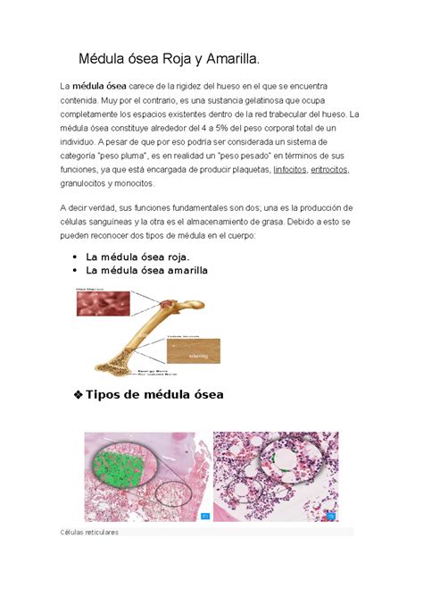 Médula ósea Roja y Amarilla Todos sus aspectos relacionados Hablar de