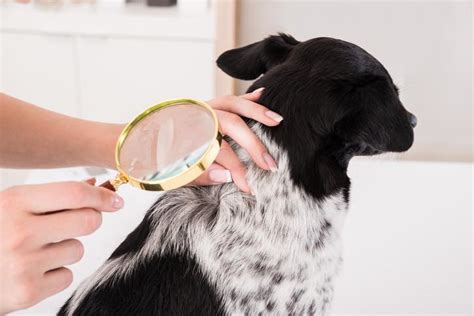 My Dog Has Dandruff and Bald Spots - Causes and Treatment