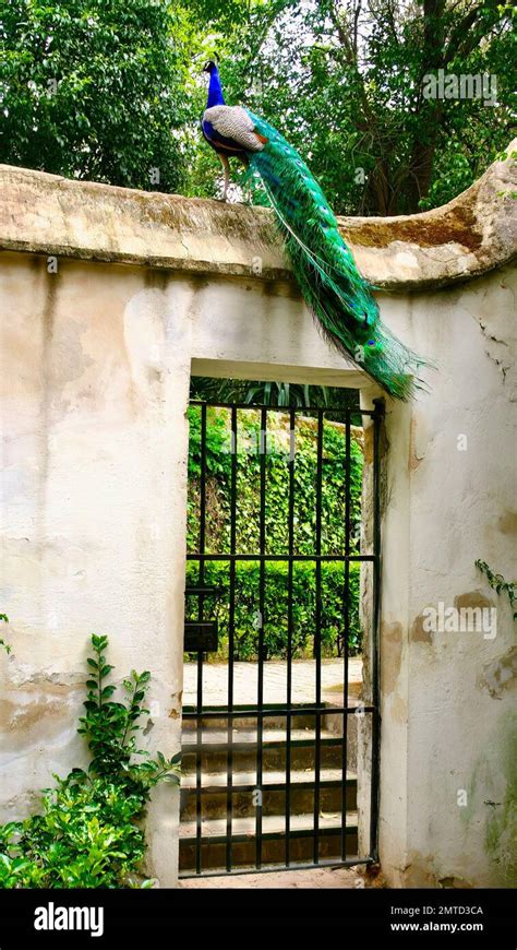 Peacock Pavo Cristatus On Top Of A Wall Over A Gated Entrance In The