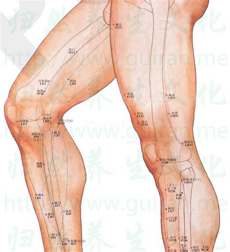 膝陽關穴位置 膝陽關穴痛 穴道按摩與穴位引導經絡功效圖解 穴道經絡引導