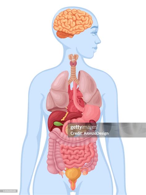 Human Female Body And Organs Diagram Human Anatomy High Res Vector