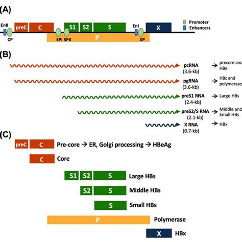 Hbv Genome Genes Transcripts And Proteins A Hbv Genome