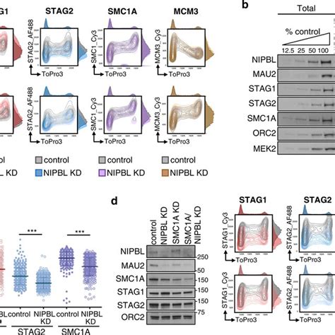 Nipbl Kd Affects Cohesin Stag And Cohesin Stag In Opposite Ways A