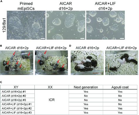 Reverted Cells Contribute To Chimera Formation And Germline