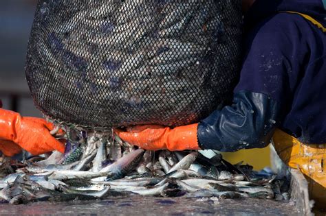 Empresas Conserveiras Compram Cinco Mil Toneladas De Sardinhas Para