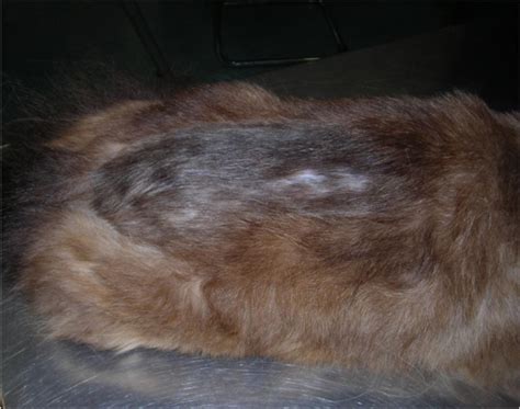 Localized Alopecia In A Cat With Flea Allergic Dermatitis In A Cat