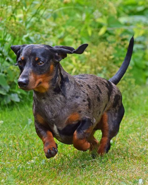 Dapple Dachshund: Breed Info, Patterns, Traits & Pictures