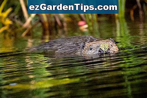 Kako se brinuti za drveće vrbe vrbe Savjeti Vrtlari Hr ezGardenTips