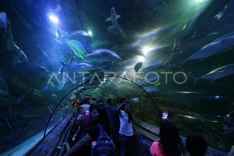 WISATA SEAWORLD ANCOL ANTARA Foto