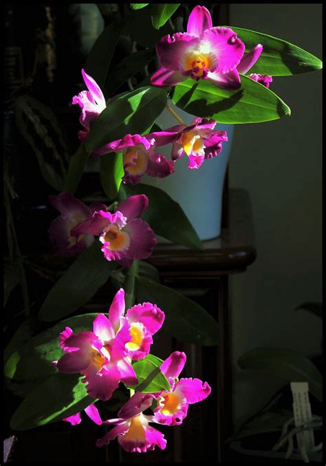 Dendrobium Starclass 1 Neira Magic B Flickr