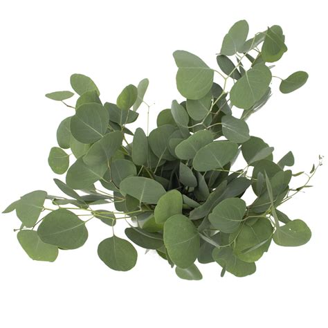 Eucalyptus Silver Dollar Globalrose