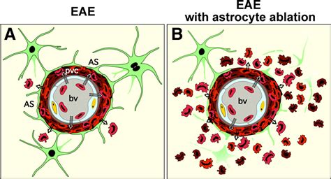 Reactive Astrocytes Form Scar Like Perivascular Barriers To Leukocytes