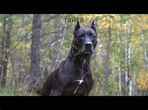 Фаина питбуль, ТРЕНИРОВКА НАСТОЯЩАЯ. ТАЙГА ЭТО СИЛА. - YouTube