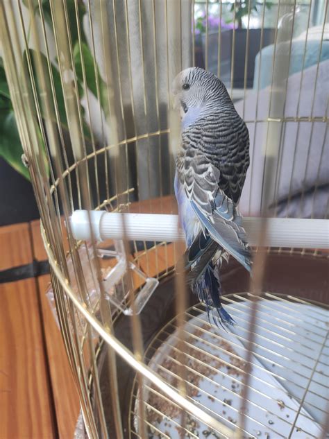 Is her wing broken? : r/Parakeets