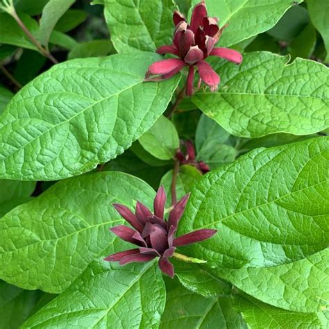 Calycanthus Floridus Carolina Allspice Ancient Roots Native Nursery