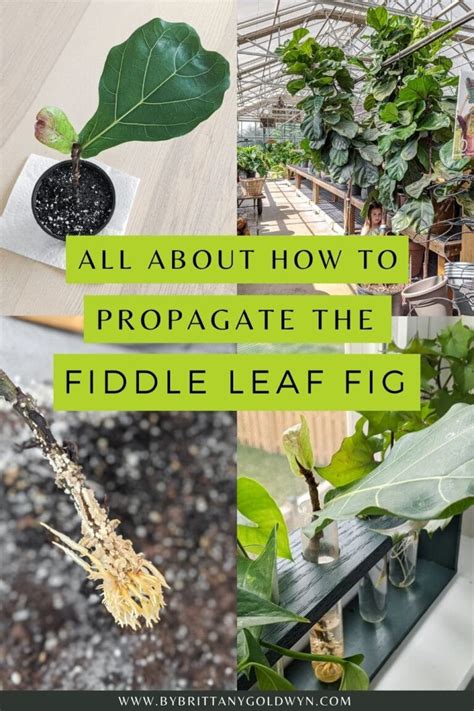 Fiddle Leaf Fig Propagation Everything You Need To Know