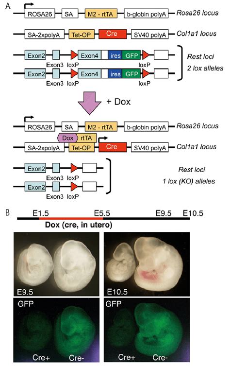 Conditional Rest Knockout Mice A In The Conditional Rest Knockout