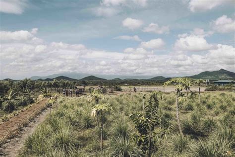 CAMBODGE Kampot Plantation De Poivre La Cocaresco