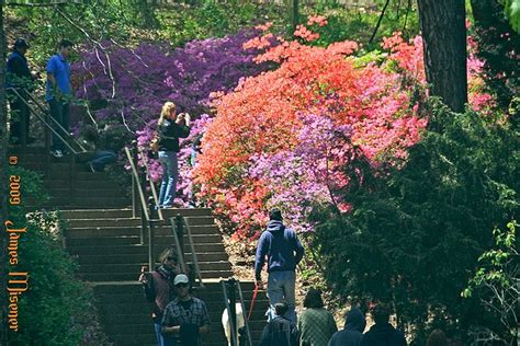 Lilac Festival - entering Highland Park | Highland park, Scenery ...