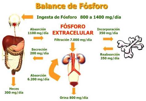 El Exceso De Fosforo Es Perjudicial Para La Salud